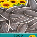 2019 new crop Bulk stripe sunflower seed 5009 for human consumption